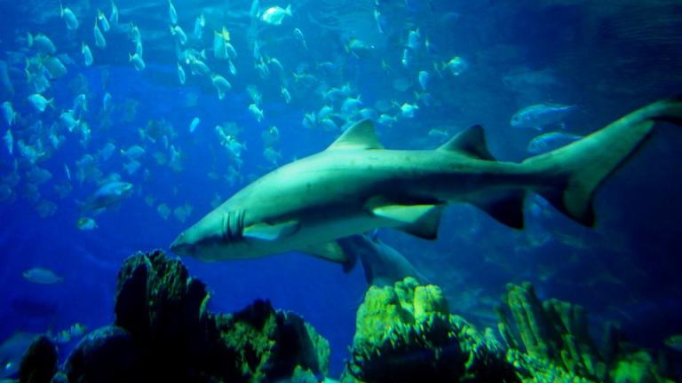 Listen listen listen! Even ikan jaws have problems!