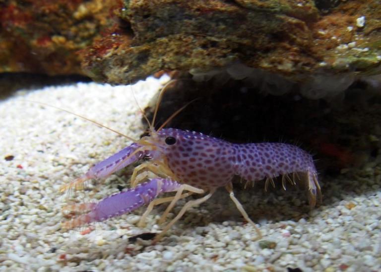 Tiny lobster anyone?