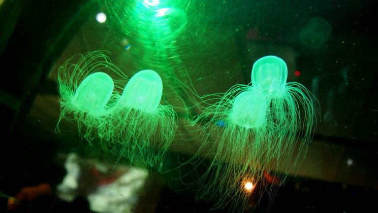 Jellyfish! Do not touch!