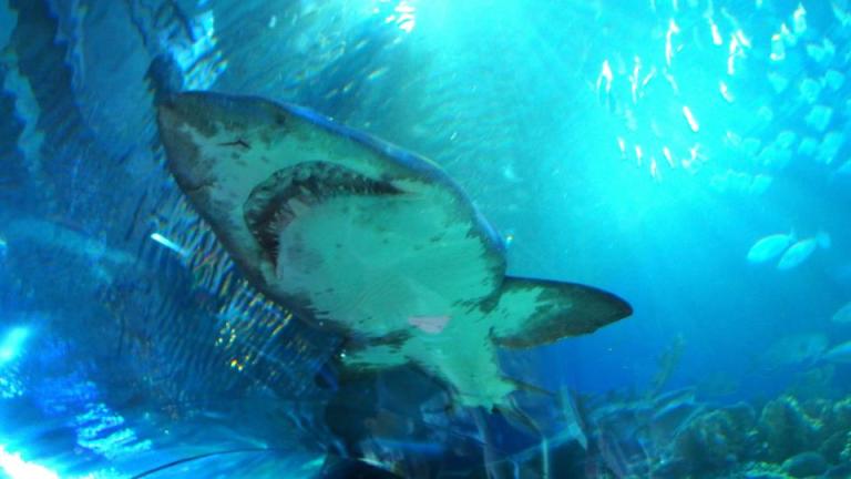 Look at those teeth! On a more serious note, sharks are vital to our ocean's ecosystem so do reduce or stop eating sharksfin.