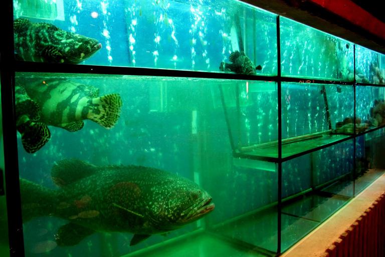The large aquarium which houses all the fish