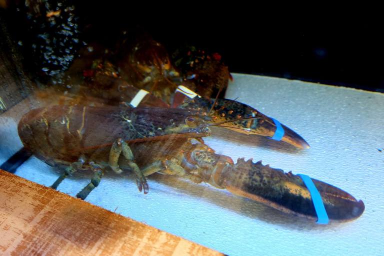 Oyster Masterclass at Southern Rock Seafood (1)