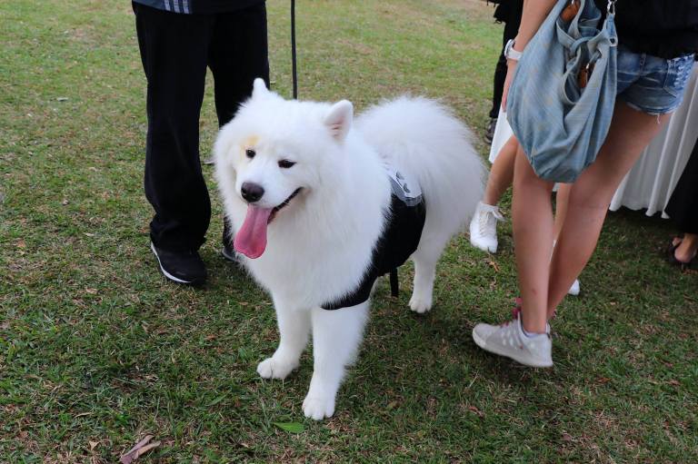 The camera performs great in good lighting while the autofocus focused on the subject and even tracked the subject accurately. The level of detail was so good I ended up shooting in medium sized JPEG format most of the time.